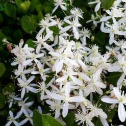 Armandii Snowdrift Clematis 9 Armandii Snowdrift Clematis -Fast Growing Trees Armondii Clematis 4