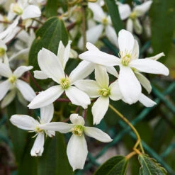 Fast Growing Trees 36 Armandii Snowdrift Clematis