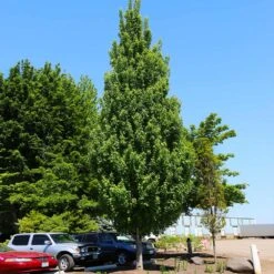 Armstrong Gold® Maple -Fast Growing Trees Armstrong Gold 4