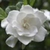 August Beauty Gardenia Shrub -Fast Growing Trees August Beauty Gardenia 2 FGT