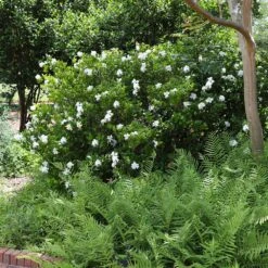 August Beauty Gardenia Shrub 10 August Beauty Gardenia Shrub -Fast Growing Trees August Beauty Gardenia 4 FGT
