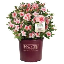 Autumn Belle® Encore® Azalea Shrub -Fast Growing Trees Autumn Belle Encore Azalea 1