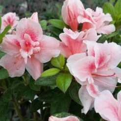 Autumn Belle® Encore® Azalea Shrub -Fast Growing Trees Autumn Belle Encore Azalea FGT 3