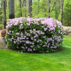 Autumn Belle® Encore® Azalea Shrub -Fast Growing Trees Autumn Belle Encore Azalea FGT 5