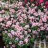 Autumn Belle® Encore® Azalea Shrub -Fast Growing Trees Autumn Belle Encore Azalea FGT 600x600 8435cc12 e68b 418c aa4f a4f832ab1249