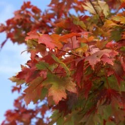 Autumn Blaze® Red Maple Tree -Fast Growing Trees Autumn Blaze Maple 1 FGT 02e73945 a16c 4061 b9a0 6b4cb44f5bb6