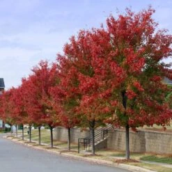 Autumn Blaze® Red Maple Tree -Fast Growing Trees Autumn Blaze Maple 3 FGT