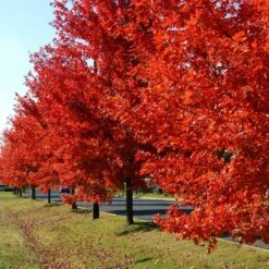 Autumn Blaze® Red Maple Tree -Fast Growing Trees Autumn Blaze Maple FGT