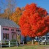 Autumn Blaze® Red Maple Tree -Fast Growing Trees Autumn Blaze Maple FGT 600x600 ff448029 ba05 4007 837e f320ae56420e