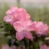 Autumn Debutante® Encore® Azalea 2 Autumn Debutante® Encore® Azalea -Fast Growing Trees Autumn Debutante Encore FGT 600x600 35b13a59 d650 4ece bdbc dda26d308139