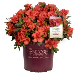 Autumn Embers® Encore® Azalea 12 Autumn Embers® Encore® Azalea -Fast Growing Trees Autumn Embers Azalea 1