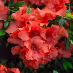 Autumn Embers® Encore® Azalea 11 Autumn Embers® Encore® Azalea -Fast Growing Trees Autumn Embers Azalea 5