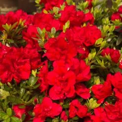 Autumn Bonfire® Encore® Azalea -Fast Growing Trees Autumn Encore Bonfire Azaleas 1