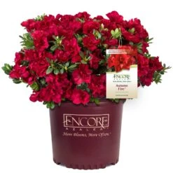 Autumn Fire® Encore® Azalea Shrub -Fast Growing Trees Autumn Fire Encore Azalea 1