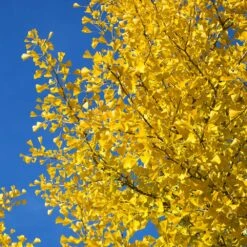 Autumn Gold Ginkgo Tree -Fast Growing Trees Autumn Gold Ginkgo Biloba 4 FGT