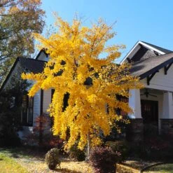 Autumn Gold Ginkgo Tree -Fast Growing Trees Autumn Gold Ginkgo Biloba 8
