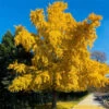 Autumn Gold Ginkgo Tree -Fast Growing Trees Autumn Gold Ginkgo Biloba FGT 600x600 c5e614ed b912 42be 88d8 3707ca840882