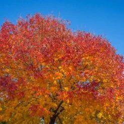 Autumn Purple Ash Tree -Fast Growing Trees Autumn Purple ash 1