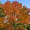 Autumn Purple Ash Tree -Fast Growing Trees Autumn Purple ash FGT 600x00 d1b239ef a9de 4557 8cb7 10383f529d34