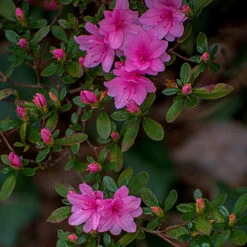 Karen Azalea Shrub -Fast Growing Trees Azalea Karen 1