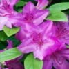 Karen Azalea Shrub -Fast Growing Trees Azalea Karen 600x600 16fd83c9 80cf 4b82 a94a 582426947272