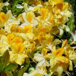 Lemon Lights Azalea Shrub -Fast Growing Trees Azalea Lemon lights 1