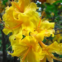 Lemon Lights Azalea Shrub -Fast Growing Trees Azalea Lemon lights 2