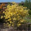 Lemon Lights Azalea Shrub 1 Lemon Lights Azalea Shrub -Fast Growing Trees Azalea Lemon lights 600x600 11de04c7 d0fc 4c69 8949 ec1fde04f612