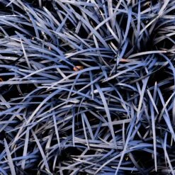 Black Mondo Grass -Fast Growing Trees BLack Mondo Grass 1 FGT