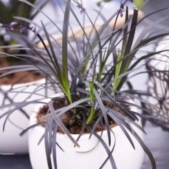 Black Mondo Grass -Fast Growing Trees BLack Mondo Grass 4 FGT