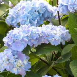 Blue Enchantress® Hydrangea -Fast Growing Trees BLue Enchantress Hydrangea 1 BB