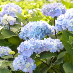 Blue Enchantress® Hydrangea -Fast Growing Trees BLue Enchantress Hydrangea 2 FGT