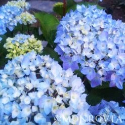 Blue Enchantress® Hydrangea -Fast Growing Trees BLue Enchantress Hydrangea 4 FGT