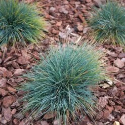 Blue Fescue Grass -Fast Growing Trees BLue Fescue Grass 3 FGT