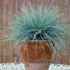 Blue Fescue Grass -Fast Growing Trees BLue Fescue Grass 5