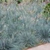 Blue Fescue Grass -Fast Growing Trees BLue Fescue Grass FGT 600x600 832cd788 6bd8 4a89 976f 7165df671401