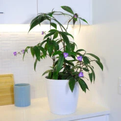 Weeping Blue Ginger Plant -Fast Growing Trees BLue Ginger 4 FGT