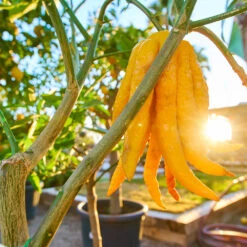 Buddha's Hand Citron -Fast Growing Trees BUddhas Hand Citrus 1