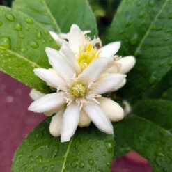 Buddha's Hand Citron Tree 12 Buddha's Hand Citron Tree -Fast Growing Trees BUddhas Hand Citrus 4 b5693898 6a3b 4724 b4fc 03ef34337a89