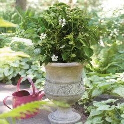 Bushel And Berry® Baby Cakes Blackberry® -Fast Growing Trees Baby Cakes Blackberry 1