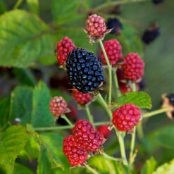 Bushel And Berry® Baby Cakes Blackberry® -Fast Growing Trees Baby Cakes Blackberry 4