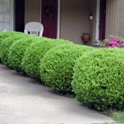Baby Gem™ Boxwood Shrub -Fast Growing Trees Baby Gem 2