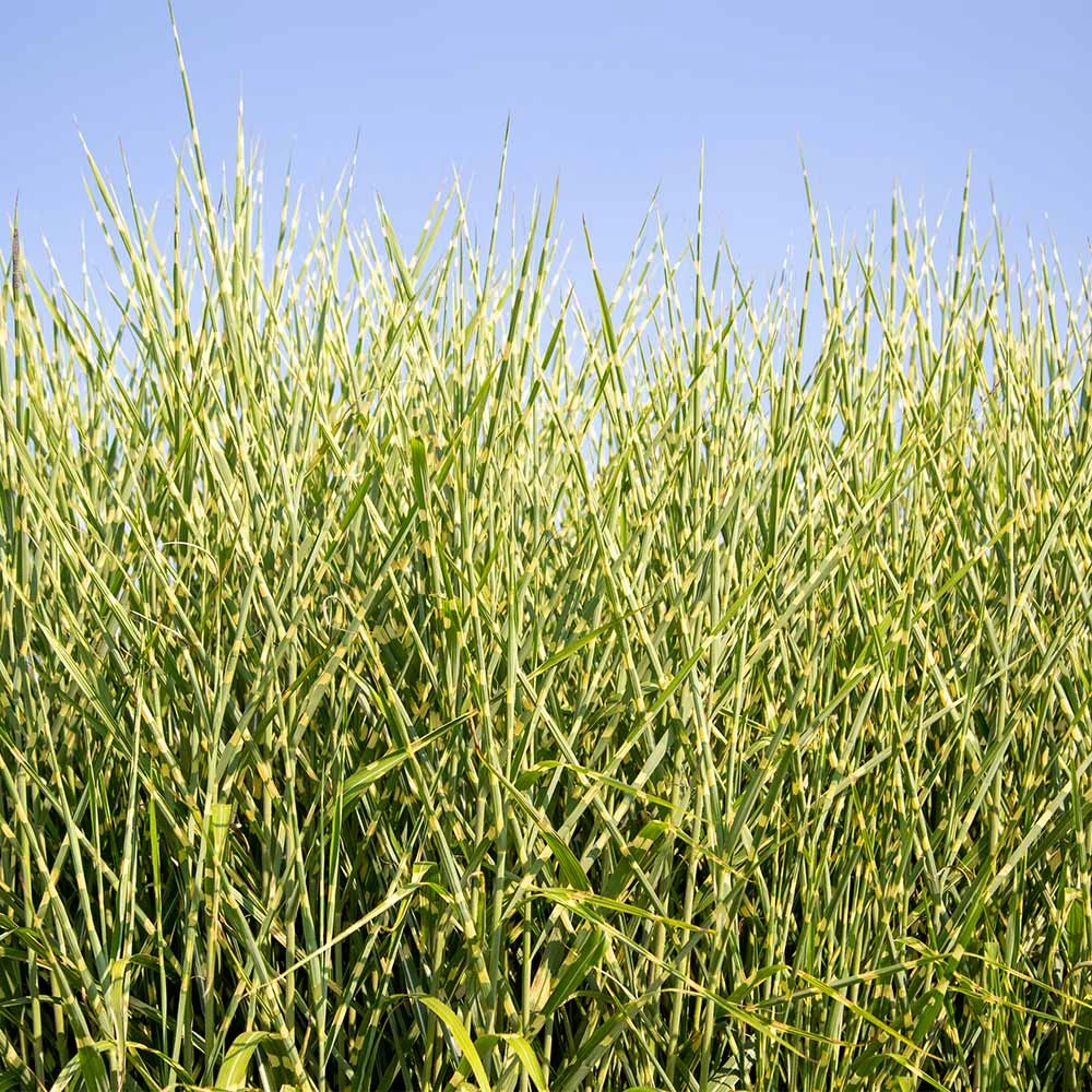 Miscanthus Bandwidth (Chinese Silver Grass) 4 Miscanthus Bandwidth (Chinese Silver Grass) - Image 2