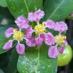 Barbados 'Acerola' Cherry -Fast Growing Trees Barbadoes Cherry 1