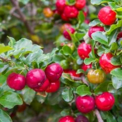Barbados 'Acerola' Cherry -Fast Growing Trees Barbadoes Cherry 2 FGT