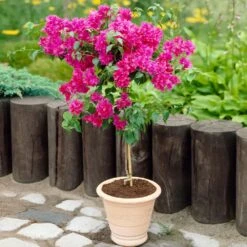 Barbara Karst Bougainvillea 16 Barbara Karst Bougainvillea -Fast Growing Trees Barbera Karst Bougainvillea 2 FGT d3e6d740 b572 4723 a5c8 00a17a4aa767