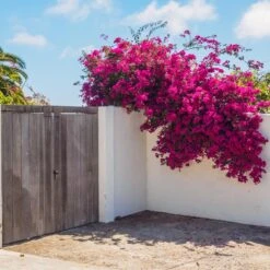 Barbara Karst Bougainvillea 17 Barbara Karst Bougainvillea -Fast Growing Trees Barbera Karst Bougainvillea 6 c383ecd8 4080 408c 9662 c67fa8114574