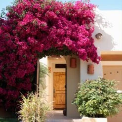 Barbara Karst Bougainvillea 15 Barbara Karst Bougainvillea -Fast Growing Trees Barbera Karst Bougainvillea 9 f609a9e0 2c3a 435b b6e7 05bbc8e5e7c8