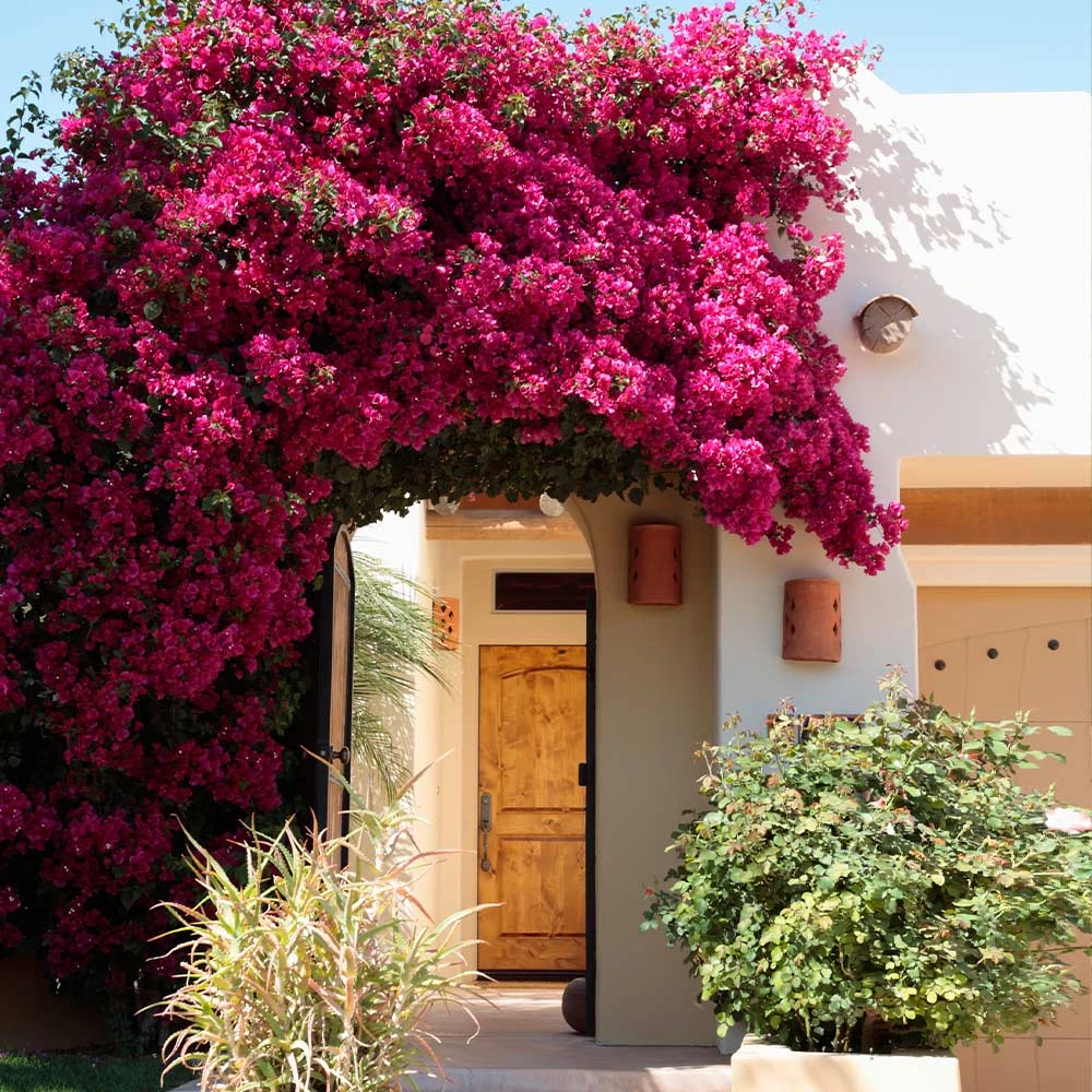 Barbara Karst Bougainvillea 5 Barbara Karst Bougainvillea - Image 3