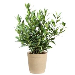 Bay Laurel -Fast Growing Trees Bay Laurel 3G Delilah Tan pot